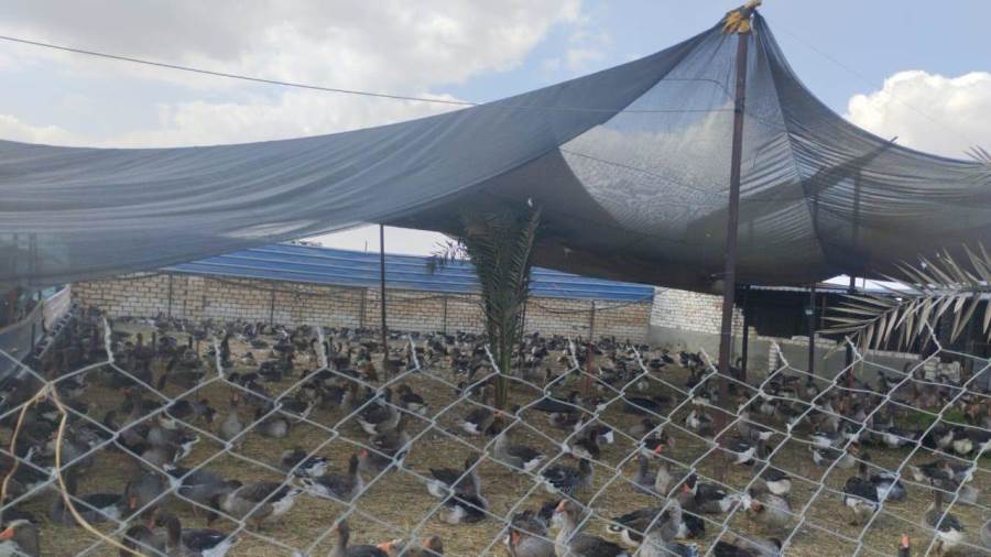 "الزراعة" تستعرض جهود حماية الثروة الداجنة في مصر وترد على شائعات "النفوق غير الطبيعي" 