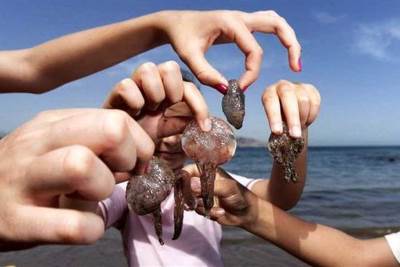 نكشف السبب الحقيقى وراء كثرة القناديل هذا العام الكوميديا السوداء.. «القناديل» تستغيث من الأطفال والمصطافين