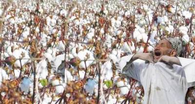   توقف المحالج وإعلان السعر بعد الزراعة وراء انهيار زراعة القطن فى مصر