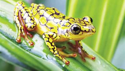 تجارة الضفادع.. مليارات الدولارات تسبح فى الترع والمستنقعات