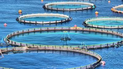 رئيس الوزراء يتفقد كلية الثروة السمكية والمصايد بكفر الشيخ 