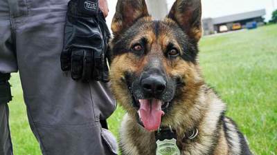 الحبس والغرامة عقوبة حيازة كلب بدون ترخيص