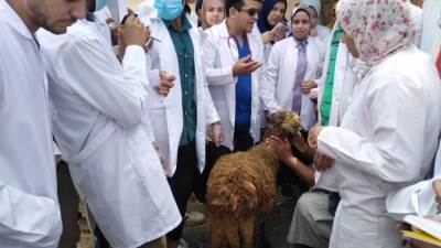 ضمن مبادرة "حياة كريمة" وبالتنسيق مع جامعة دمنهور ..قافلة طبية - بيطرية - زراعية بقرية نديبة بدمنهور 