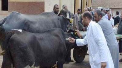 الزراعة: أكثر من 6 مليون جرعة ضد مرض الحمي القلاعية وحمى الوادي المتصدع من بداية الحملة حتى الأن