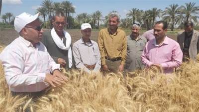 3.7 % مليون فدان والمستهدف يصل إلى 10 ملايين طن