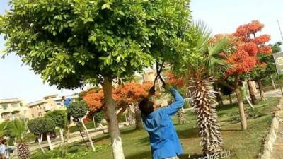 رئيس جهاز ٦ أكتوبر تكثيف صيانة المسطحات الخضراء والمزروعات بالأحياء والطرق الرئيسة