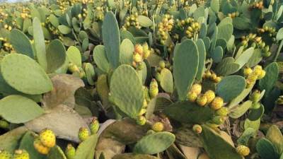 بدء موسم جمع التين الشوكي" فاكهه الغلابه" بمزارع القليوبية 