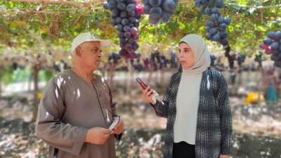 "عناقيد اللؤلؤ" انطلاق موسم حصاد العنب أو كما يطلق عليه" عناقيد الخير والرزق "فى أكبر مزرعة بالقليوبية
