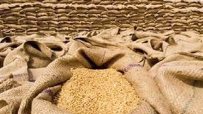 الزراعة تعلن بدء توزيع تقاوى القمح والفول وكافة المحاصيل الشتوية قبل شهرين من موسم الزراعة