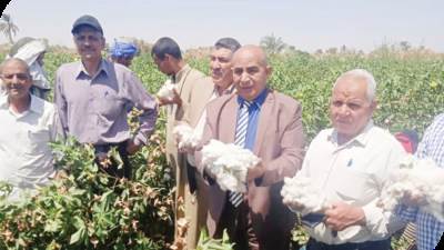 ‎السوق العربية تشارك الدولة والفلاحين موسم حصاد القطن عودة حميدة للقطن المصرى للمنافسة عالميًا 