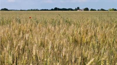 مواجهة «شبح الزيادة السكانية» بزيادة إنتاجية القمح الى9.8 مليون طن سنوياً