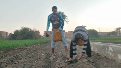 "السوق العربية" تشارك الفلاحين في زراعة القمح وتقديم معلومات ونصائح هامة عن كيفية الزراعة ومواجهة الامراض للمزارعين 