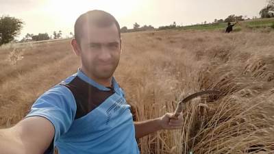 بدء موسم حصاد القمح بالمنيا.. رحلة الفلاح من الكفاح إلي الفلاح 