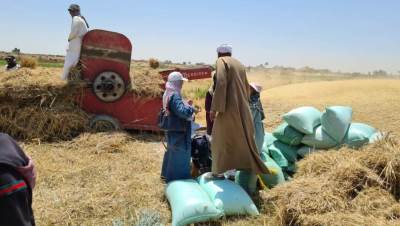 السوق العربية تتابع موسم حصاد وتوريد الأقماح المحلية بالإسكندرية