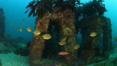 شركة هيونداي موتور تتعاون مع الهيئات الحكومية الكورية لحماية النظم البيئية للكربون الأزرق