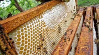 المجموعة العلمية لتطوير تغذية النحل تحتفل بمرور ٤ أعوام على انشائها 