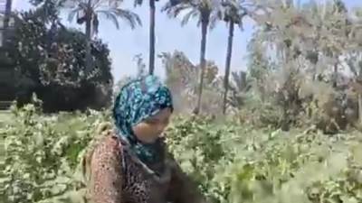 سيدات يعملن في مهنة جني المحاصيل لمساعدة أسرتهن 
