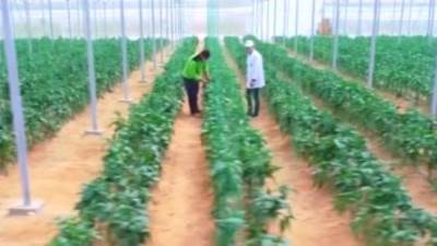  الرئيس السيسى يشاهد فيلما تسجيليا عن إنجازات قطاع الزراعة من 2014 – 2023 