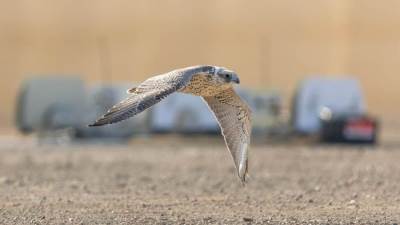 تقنيات متطورة لحسم نتائج الفائزين في كأس العلا للصقور