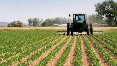 خبراء: الدولة تتبني مشروعات التوسع الرأسي لزيادة الانتاجية