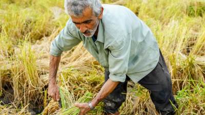 403 مليون دولار أمريكي إجمالي التكاليف الاستثمارية للمشاريع التي تساهم فيها الهيئة العربية للاستثمار والانماء الزراعي في سلطنة عُمان 