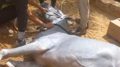 المنطقة الأثرية بسقارة توقف سباق للفروسية 