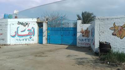 جمعية أحمد عرابي تشتكى من مزرعة أبقار تهدد حياة الزوار 