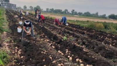 السوق العربية : 20 طن للفدان.. البطاطس المصرية تغزو العالم