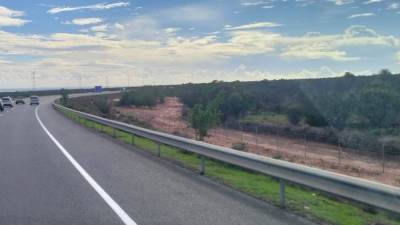 من جذور الصحراء إلى الأسواق العالمية.. حكاية شجر الأركان