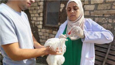 حقيقة نفوق الدواجن في مصر.. “الزراعة” تكشف الأرقام وترد على الشائعات